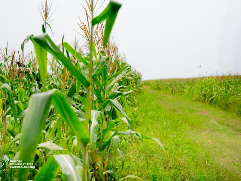RDC : Judith Suminwa recommande le ministre de l'agriculture de faire aboutir en urgence la réforme agricole et pastorale