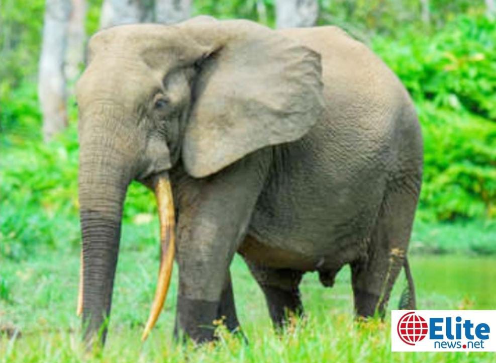 Maï-Ndombe : les incursions répétées d’éléphants sèment l’inquiétude à Lovua