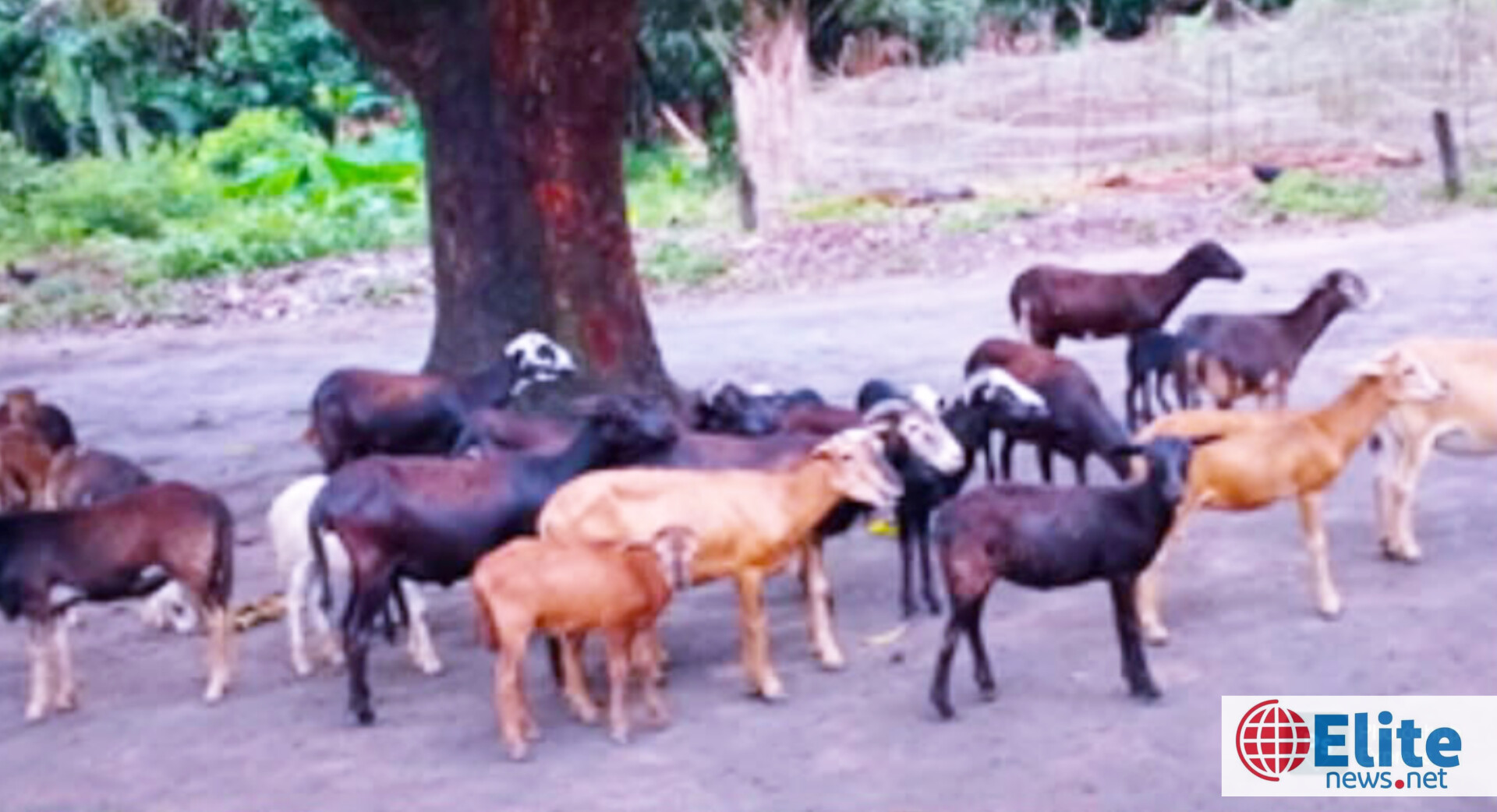 Maï-Ndombe : une mystérieuse épidémie décime des chèvres et moutons à Bokolo